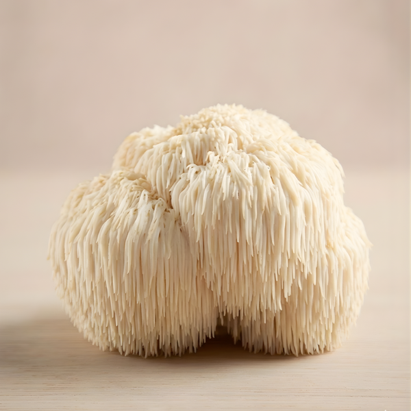 Lion’s Mane